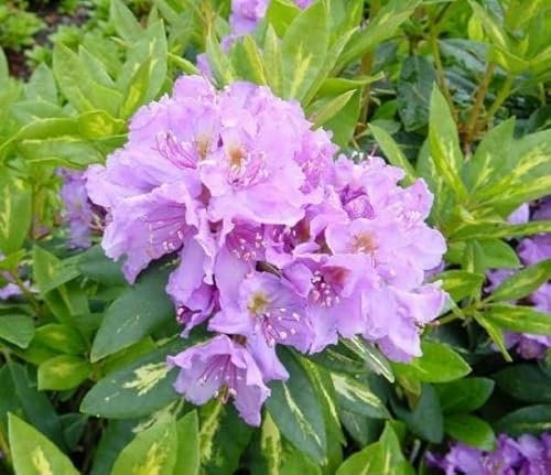Rhododendron hybr. Goldflimmer