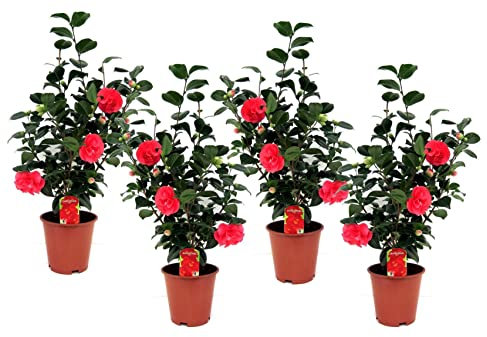Plant in a Box - Camellia Japonica - Set di 4 - Rosa giapponese - Pianta da giardino - Vaso 19cm - Altezza 60-70cm