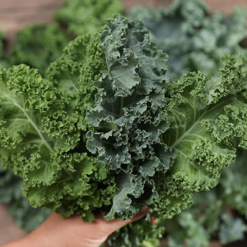 50 pcs grünkohl samen winterhart - bio gemüsesamen, bonsai samen grünkohl pflanzen kaufen - Brassica oleracea - gemüse samen, pflanzen seltene samen, kräutergarten küche pflanzensamen
