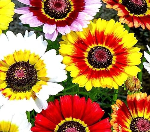 1 Pack of 350 SEEEDS Chrysanthemum CARINATUM - Painted Daisy - Mixed