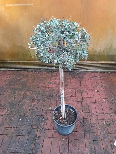 Pistacia lentiscus 130-140 cm Stämmchen - Mastixstrauch - Wilde Pistazie