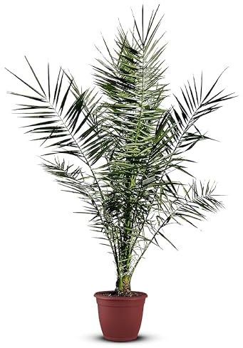 Tropictrees Phönix canariensis | Höhe 120cm | Dattelpalme winterhart & kältebeständig | Phönixpalme | Outdoor Grünpflanze | Kanarische Dattelpalme | Outdoor Palme
