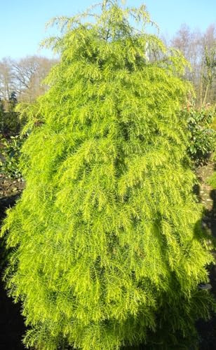 Hahnenkamm Sicheltanne Cryptomeria japonica - Elegans Viridis - 60-80 cm winterhart Freilandaufzucht