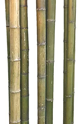 Lot de 10 tubes de bambou 180 cm vert naturel avec diamètre 3 à 4 cm, Moso non traité