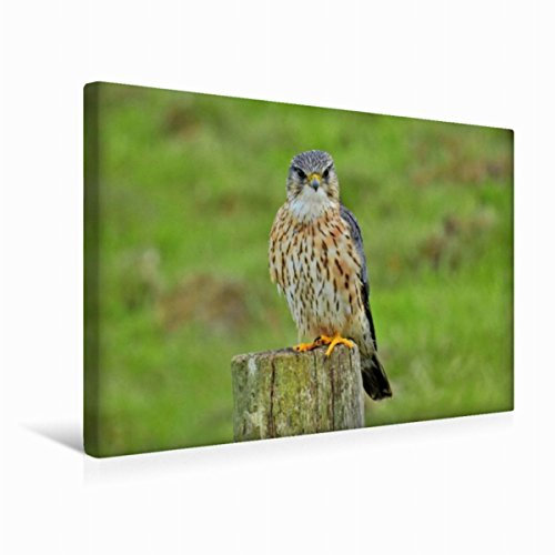 Premium Textil-Leinwand 45 x 30 cm Quer-Format Merlin Männchen (Falco columbarius). | Wandbild, HD-Bild auf Keilrahmen, Fertigbild auf hochwertigem Vlies, Leinwanddruck von René Schaack
