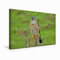 Premium Textil-Leinwand 45 x 30 cm Quer-Format Merlin Männchen (Falco columbarius). | Wandbild, HD-Bild auf Keilrahmen, Fertigbild auf hochwertigem Vlies, Leinwanddruck von René Schaack