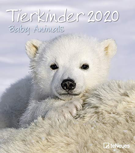 Tierkinder 2020 - Wandkalender - 30x34cm - Tierkinderkalender - Fotokalender: Baby Animals