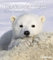 Tierkinder 2020 - Wandkalender - 30x34cm - Tierkinderkalender - Fotokalender: Baby Animals