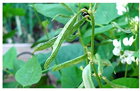 Stk - 10x Lablab purpureus Helmbohne Bohne Kletterpflanze Samen ID41 - Seeds & Plants Shop by Ipsa