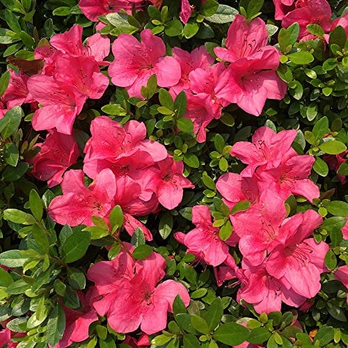 azalee zimmerpflanze samen,rhododendron pflanze, hochbeett büropflanzen pflanzen kübelpflanzen topfpflanzen nachhaltigkeit geschenke blumen 100 stück