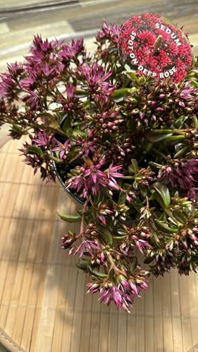 Pianta di Sedum 'spot on deep rose', vaso 15cm foto reali