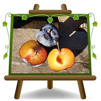 Ciruela Friar - Planta frutal en maceta 26 injertado Portainjerto myrobolan - árbol max 200 cm - 4 años