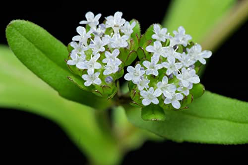 150 Semi di Valerianella Locusta