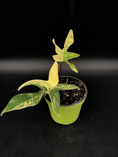 Plante de PHILODENDRON FLORIDA BEAUTY VARIEGATED - en pot Ø 14 cm - H. 25/30 cm