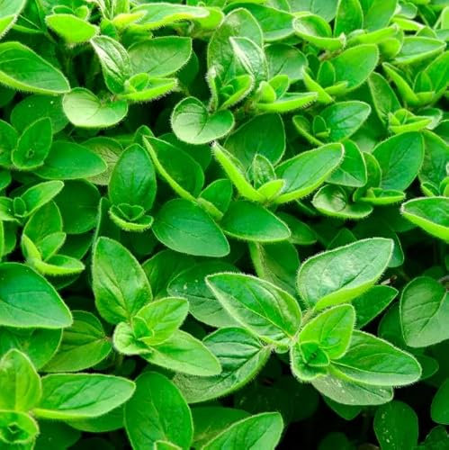 Orégano Planta Viva - DECOALIVE - Planta Natural - Planta para Cocinar - Colección Plantas Aromáticas