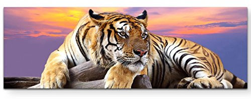 Paul Sinus Art Leinwandbilder | Bilder Leinwand 120x40cm liegender Tiger mit Sonnenuntergang im Hintergrund