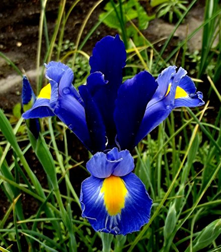 Iriszwiebeln : Iris hollandica Holländische Iris Blue Magic 5 Blumenzwiebeln