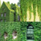 kiskick Semillas de Hiedra Verde, 120 Piezas Semillas de Hiedra Verde Cubierta Vegetal Enredadera Hierba Jardín Planta para el hogar Decoración de la Pared Semillas de Hiedra