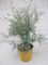 Eucalyptus gunnii France Bleu ® - Mostgummi-Eukalyptus - Eukalyptusbaum - 40-60cm