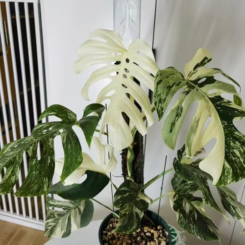 semi di pianta monstera di piante giardino giardino interno, Monstera variegata balcone perenni resistenti e resistenti, ufficio esotici, 80pcs