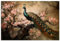 ARTland Wanddeko Wandbild Alu Verbundplatte für Innen & Outdoor Bild 90x60 cm Asiatische Deko Pfau Baum Blumen Kirschblüten Vintage U4WA