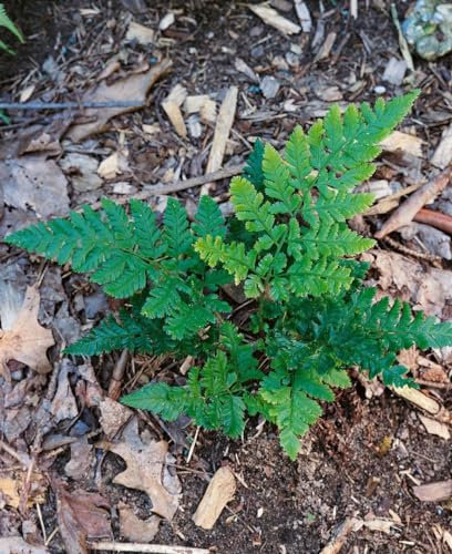 Dryopteris dilatata - Breitblättriger Wurmfarn, ideal für schattige Standorte, winterhart, pflegeleicht, dekoratives Laub