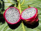 70 graines de fruit du dragon rose et blanc
