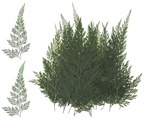 M METERXITY 24er-Pack Gepresste Getrocknete Blumenblätter, Echte Natürliche Farnblätter Getrocknete Pflanze
