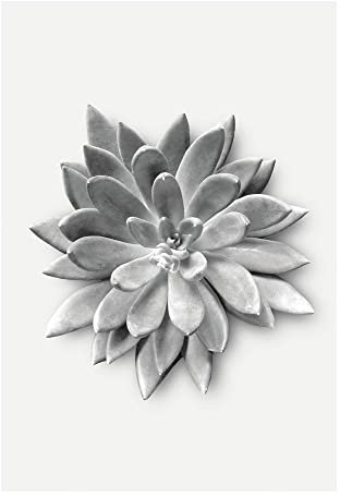 Komar Succulent Agave - Größe: 50 x 70 cm, Wandbild, Poster, Kunstdruck (ohne Rahmen), PURE Boutique