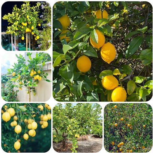 zitronenbaum - samen indoor garden säulenobst pflanzen draußen balkon deko hochbeete für garten obstbäume - Seltene Pflanzen serie - winterharte kübelpflanzen lemon tree 250pcs
