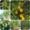 zitronenbaum - samen indoor garden säulenobst pflanzen draußen balkon deko hochbeete für garten obstbäume - Seltene Pflanzen serie - winterharte kübelpflanzen lemon tree 250pcs