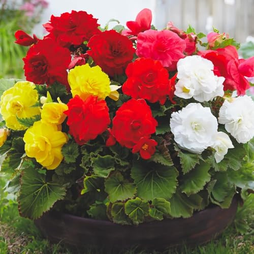 Bulbi di BEGONIA | Bulbi provenienti dai migliori produttori Olandesi | Esclusiva selezione e controllo qualità | Fioritura garantita dal primo anno. (5 Bulbi di Begonia Mixed Double)