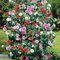 GardenrsDream Camellia Tricolor Flower Plant - Outdoor Garden Ready Hardy Shrub - Colourful Flowering Shrub for Garden and Borders - Low Maintenance Evergreen Outdoor Plant (15-30cm incl. 12cm Pot)