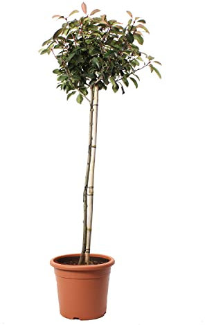 Kentis - Photinia × Fraseri Red Robin con Decorazione Vaso in Juta - Piante da Siepe da Esterni Sempreverdi - Pianta da Giardino Perenne - H 125-150 cm Vaso Ø 30 cm Mezzo Fusto