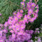 100 pcs Astern Samen Mehrjährig Winterhart, gartendeko für draußen, balkonpflanzen Astern Pflanzen, Aster tataricus, ausgefallene geschenke, bodendecker winterhart mehrjährig blumensamen