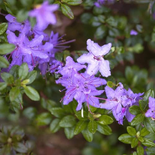 Pianta vera di Azalea impeditum Arctic Blue - Diametro Vaso Ø 15 cm