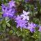 Pianta vera di Azalea impeditum Arctic Blue - Diametro Vaso Ø 15 cm