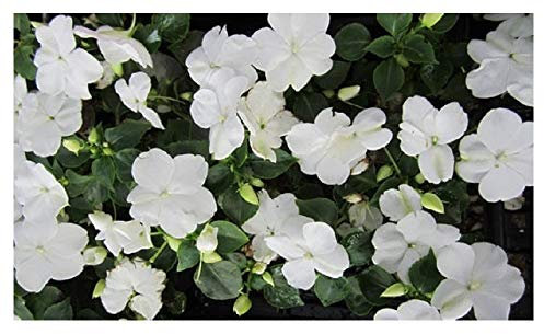 PREMIER SEEDS DIRECT - Impatiens Walleriana - Busy Lizzie - Baby Series White - 240 Finest Seeds