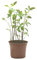 SMPLY. - Planta de Espliego - Altura: 20 cm - Maceta de 10 cm - Planta Aromática de Interior y Exterior - Ideal Huerto Urbano y Jardín - Fácil Cuidado