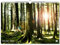 artboxONE Kalender 2026 WÄLDER Wandkalender A2 2026 Natur