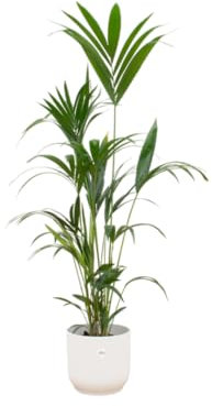 Palma Kentia inclusa Vibes Fold Round bianco - 150-160cm - Ø30cm - Pianta d'appartamento - Set completo - Pianta con vaso