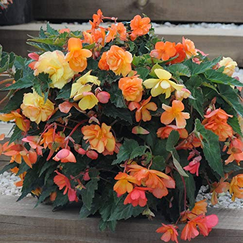 Begonia Apricot Shades Garden Ready Plugs Bedding & Hanging Basket Plants for Instant Impact & Colour 1 x Pack of 24 Garden Ready Begonia Apricot Shades by Thompson & Morgan