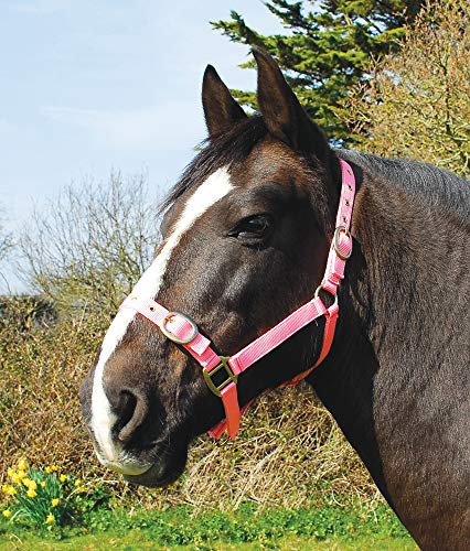 Rhinegold 0 Nylon Headcollar-Shetland-Pink Halfter, Rose