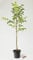 Walnußbaum - Juglans regia 100-125 cm hoch - Garten von Ehren