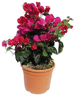 Buganvilla Planta Natural con Flor Rosa en Maceta de 15cm Bougainvillea Bugambilia