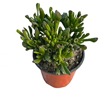 Pianta Grassa Crassula Ovata Hobbit - Dimensione Vaso Vaso 18cm