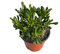 Pianta Grassa Crassula Ovata Hobbit - Dimensione Vaso Vaso 18cm