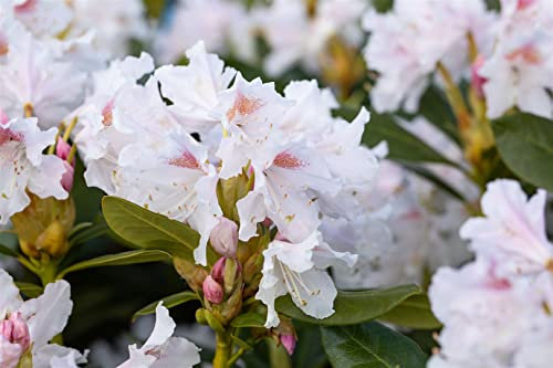 Rhododendron Sorte - Cunninghams White 40-50 cm Pflanzen winterhart, beliebte Sorten, blütenreich, im Topf gewachsen, kräftiger Wurzelballen, Anwuchsgarantie