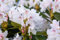 Rhododendron Sorte - Cunninghams White 40-50 cm Pflanzen winterhart, beliebte Sorten, blütenreich, im Topf gewachsen, kräftiger Wurzelballen, Anwuchsgarantie