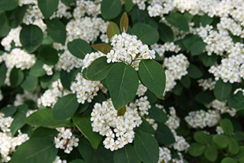 Potseed Cotoneaster Multiflorus – 25 Samen – Strauch – Beeren – Hecke